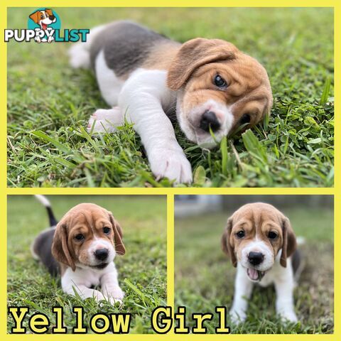 Purebred tri colour beagle puppies ready for homes