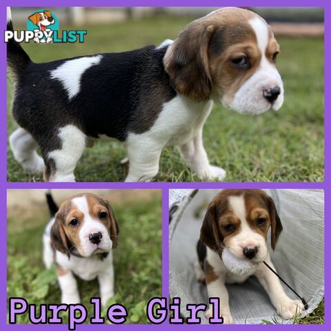 Purebred tri colour beagle puppies ready for homes