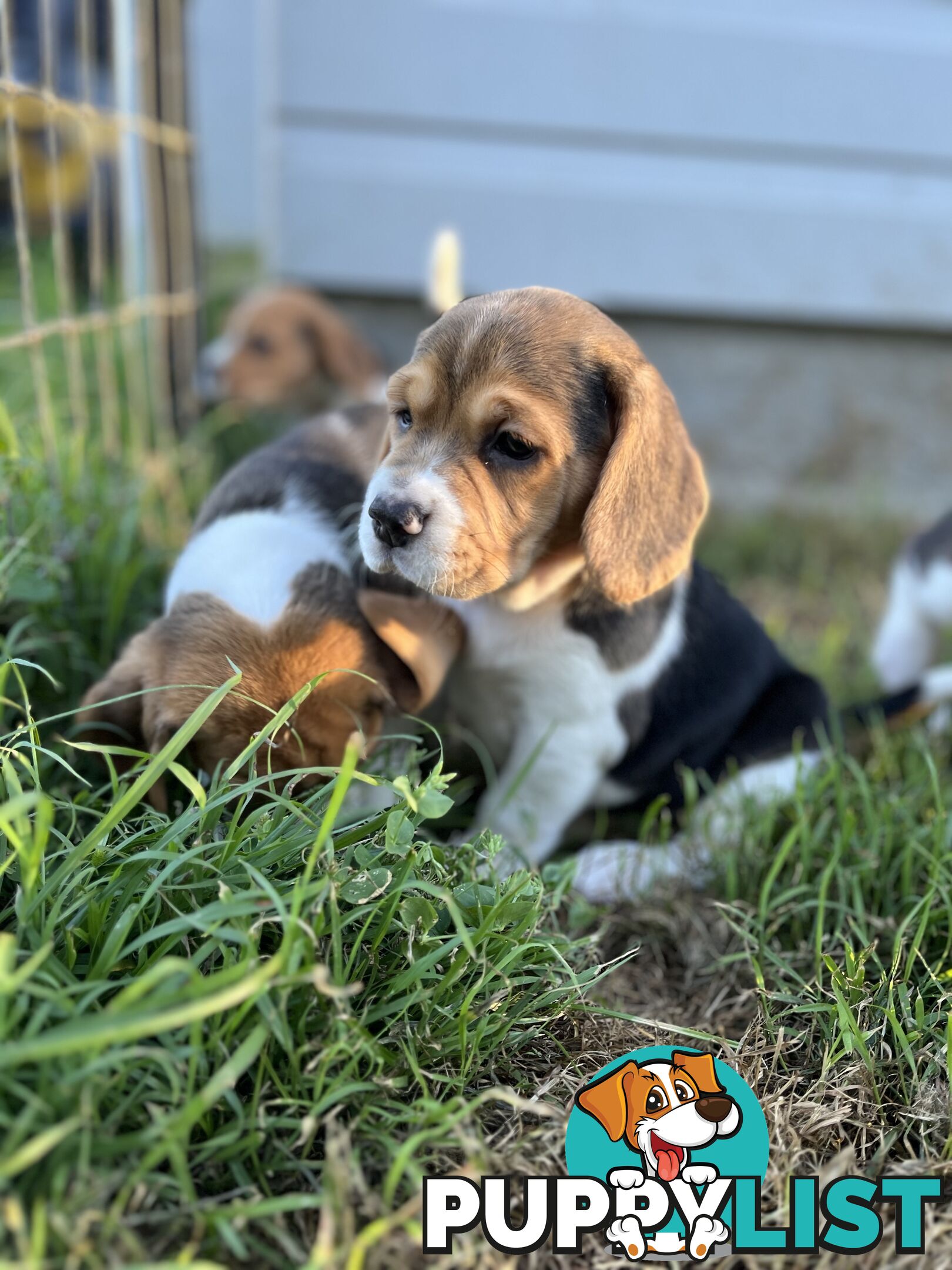 Purebred tri colour beagle puppies ready for homes