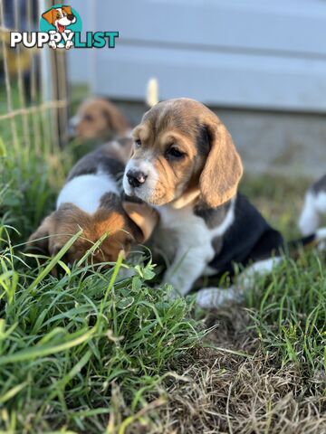 Purebred tri colour beagle puppies ready for homes