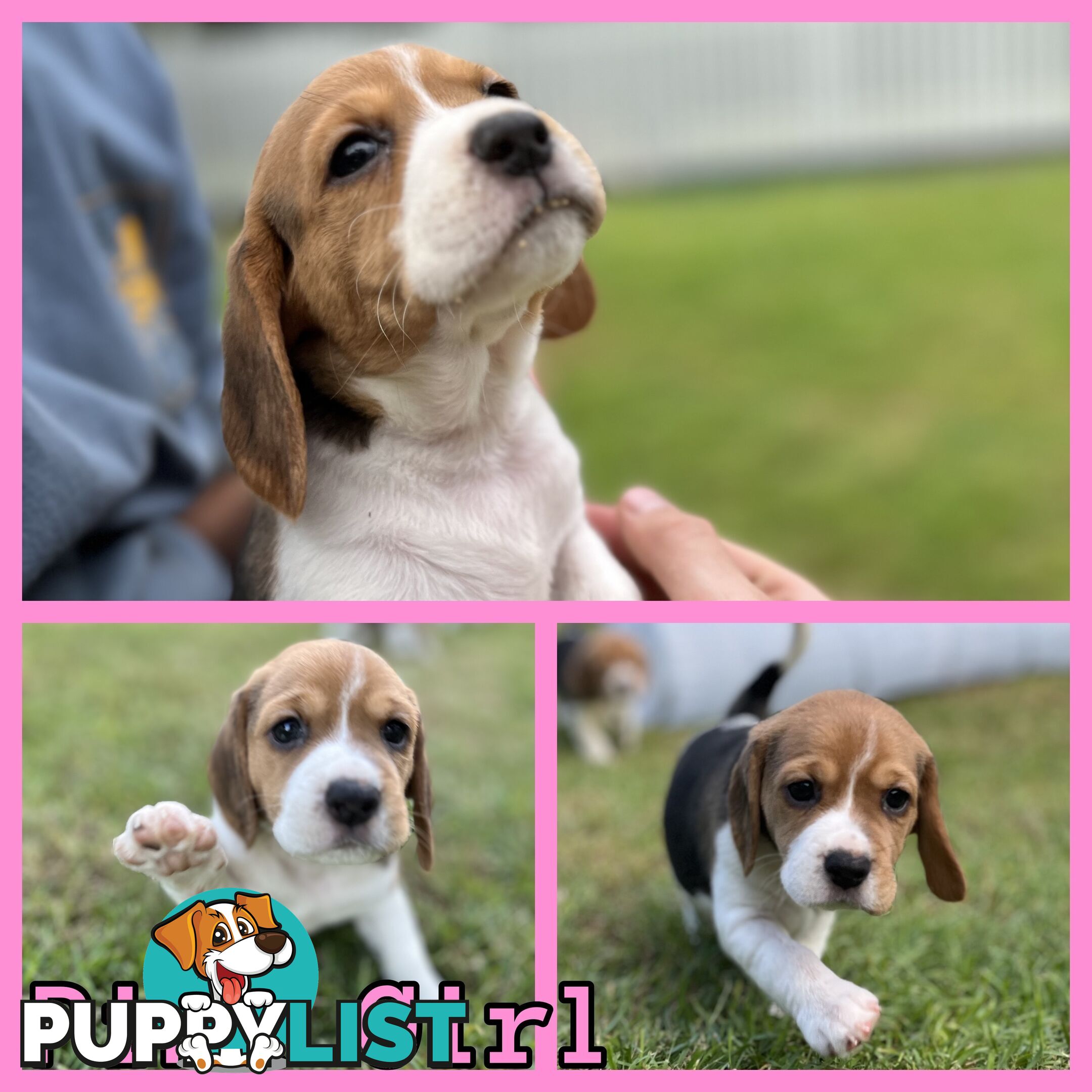 Purebred tri colour beagle puppies ready for homes