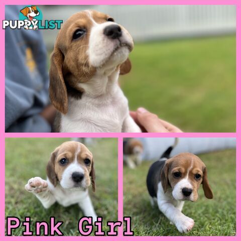 Purebred tri colour beagle puppies ready for homes