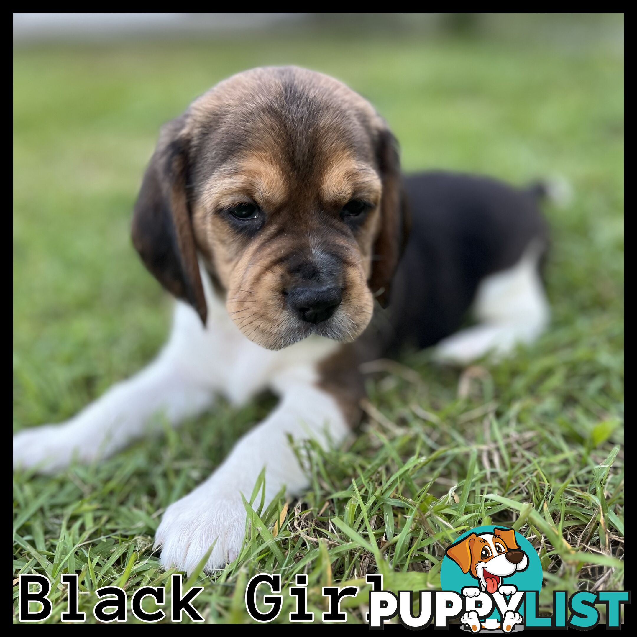 Purebred tri colour beagle puppies ready for homes