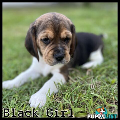 Purebred tri colour beagle puppies ready for homes