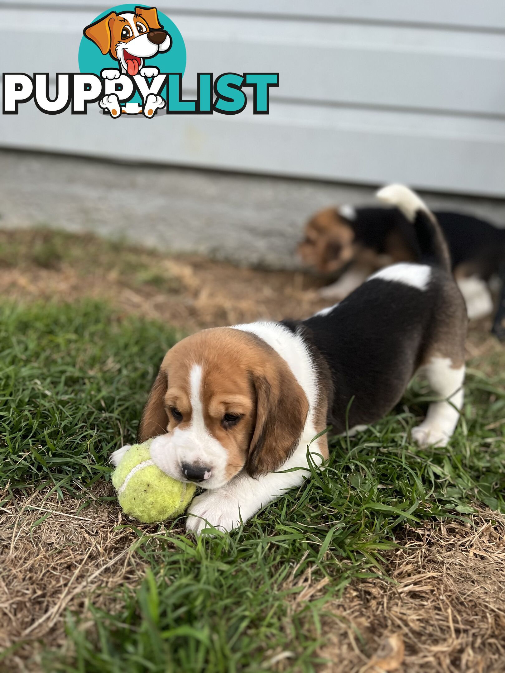 Purebred tri colour beagle puppies ready for homes