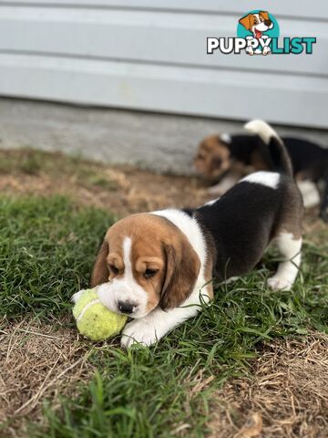 Purebred tri colour beagle puppies ready for homes