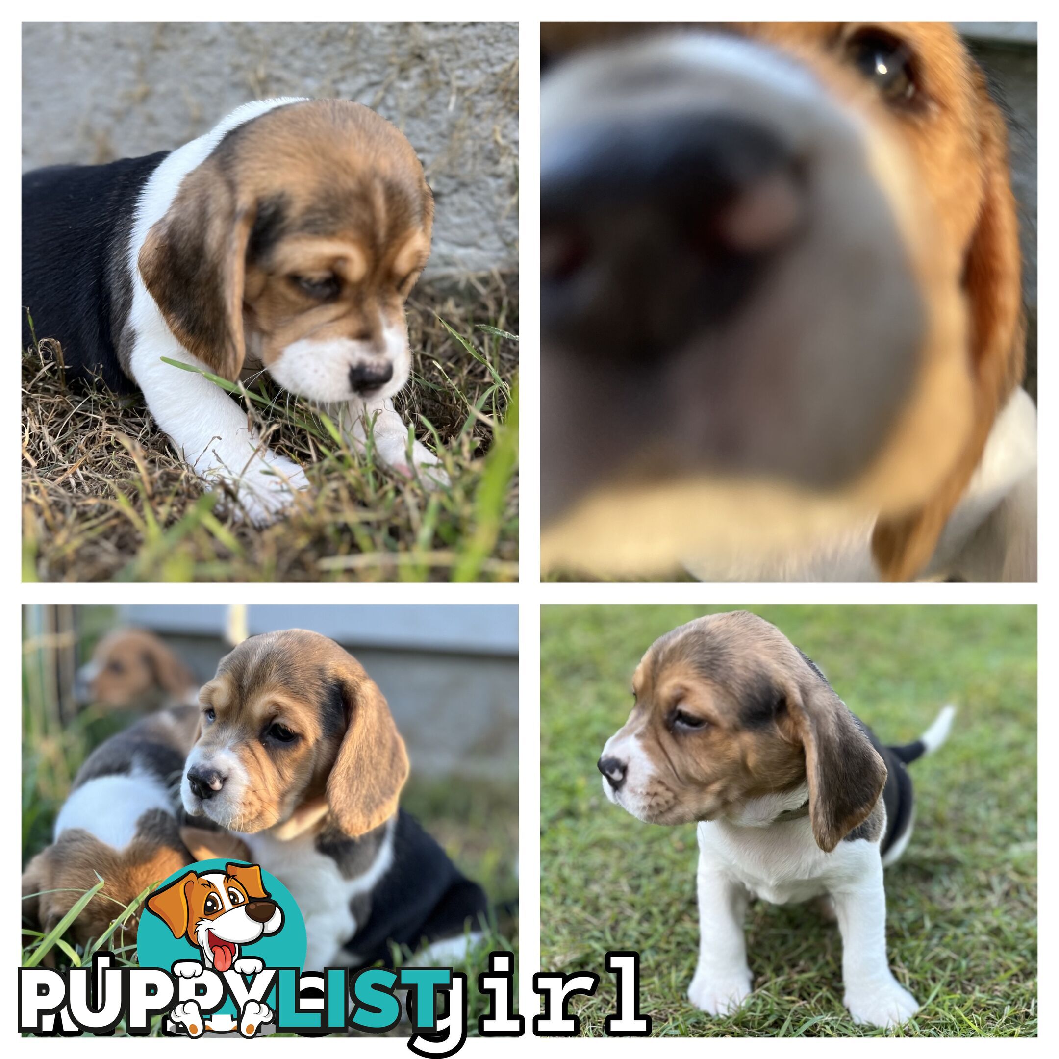 Purebred tri colour beagle puppies ready for homes