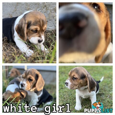 Purebred tri colour beagle puppies ready for homes