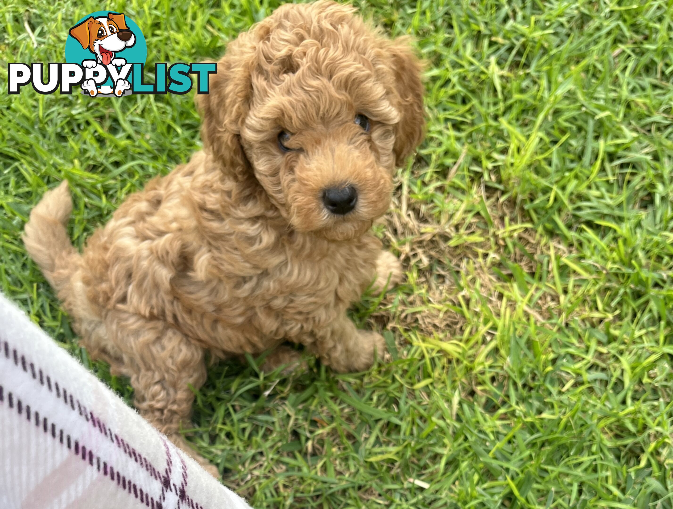 Adorable F2 Toy Cavoodle puppies