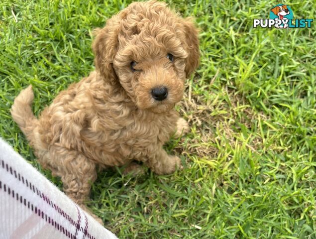 Adorable F2 Toy Cavoodle puppies
