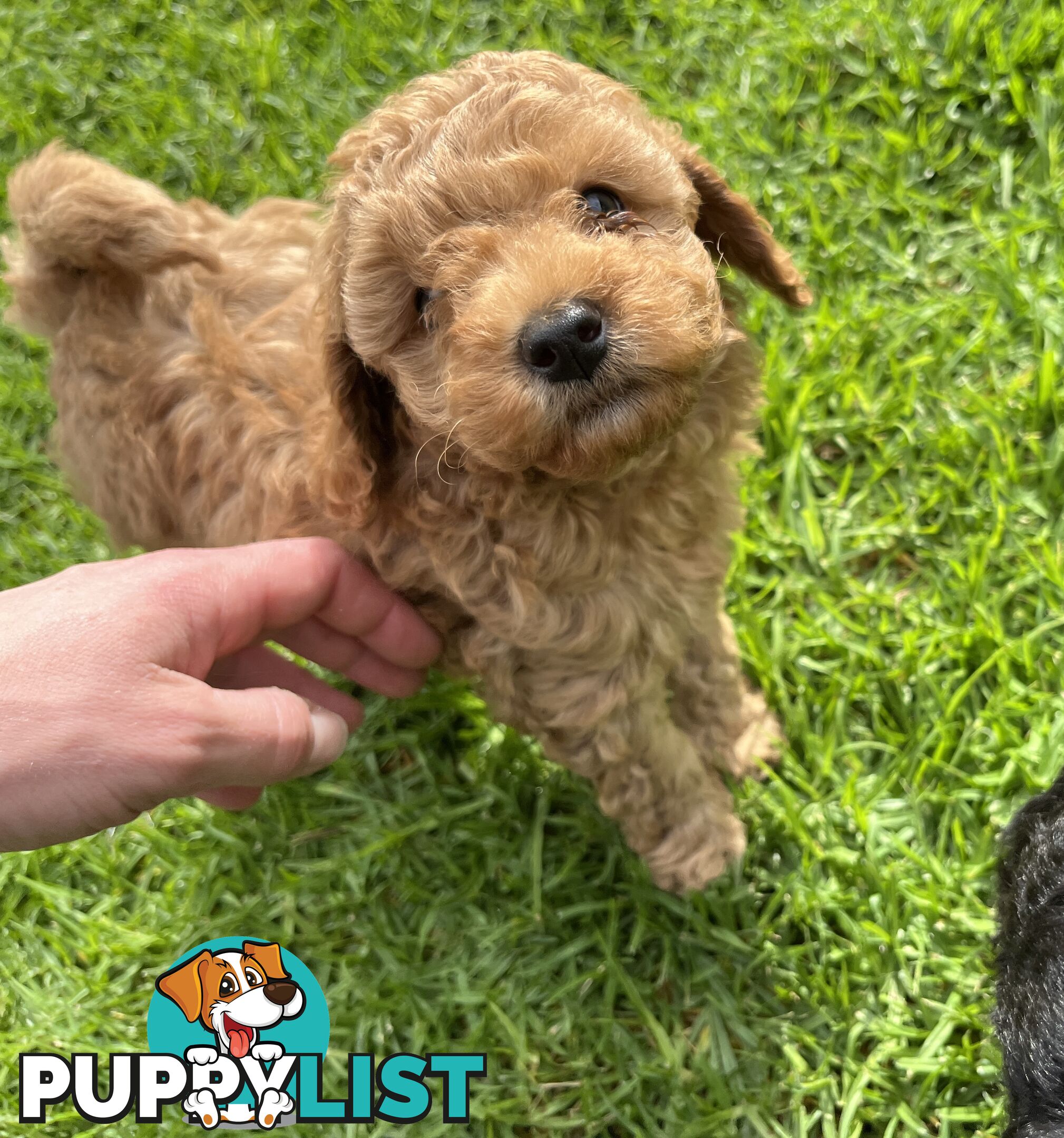 Adorable F2 Toy Cavoodle puppies