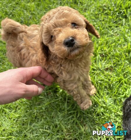 Adorable F2 Toy Cavoodle puppies
