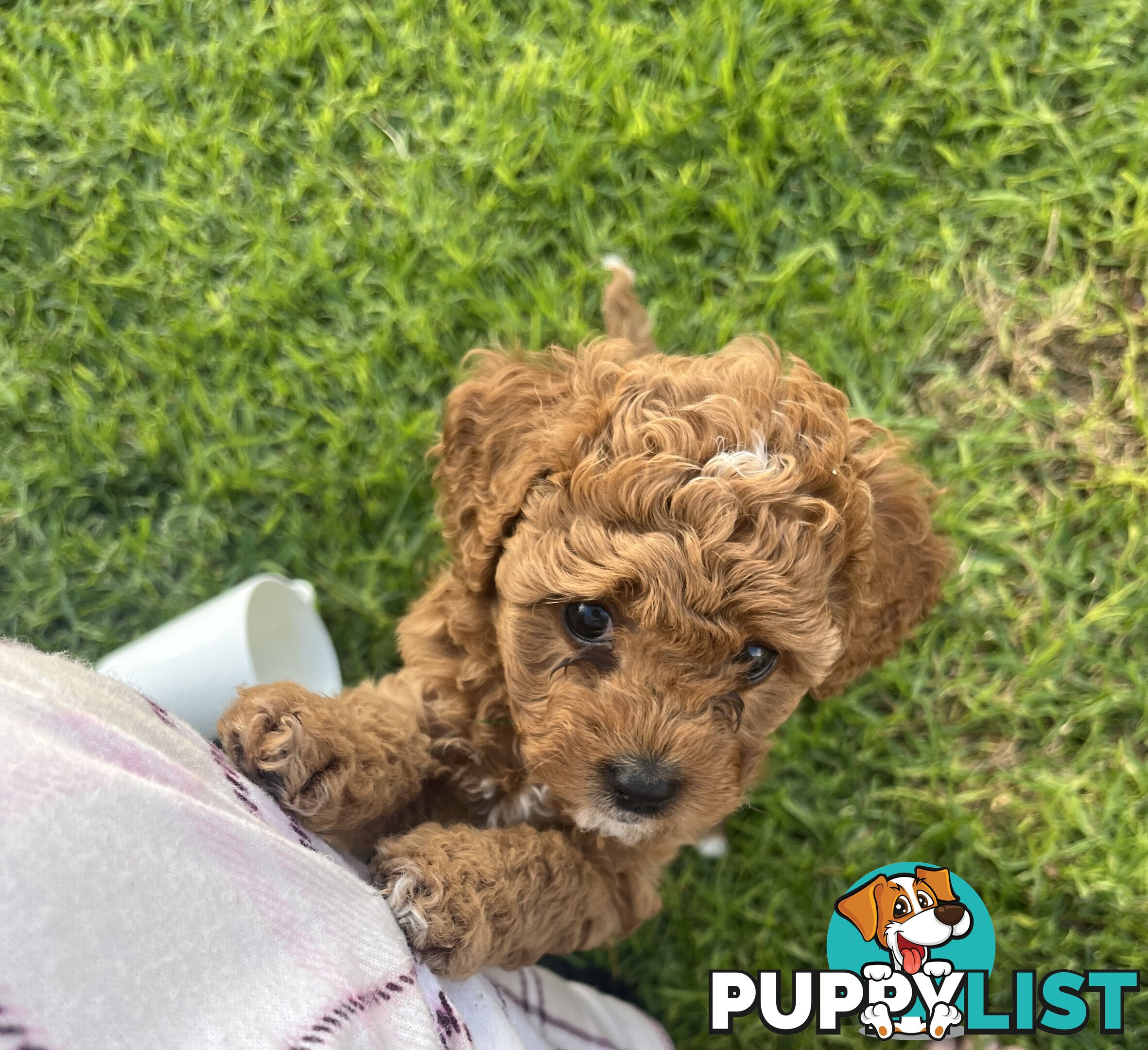 Adorable F2 Toy Cavoodle puppies