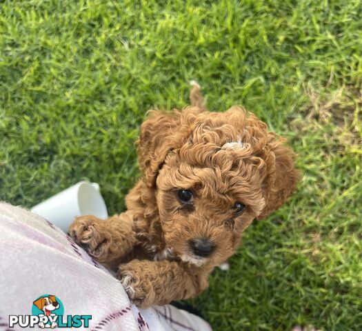 Adorable F2 Toy Cavoodle puppies