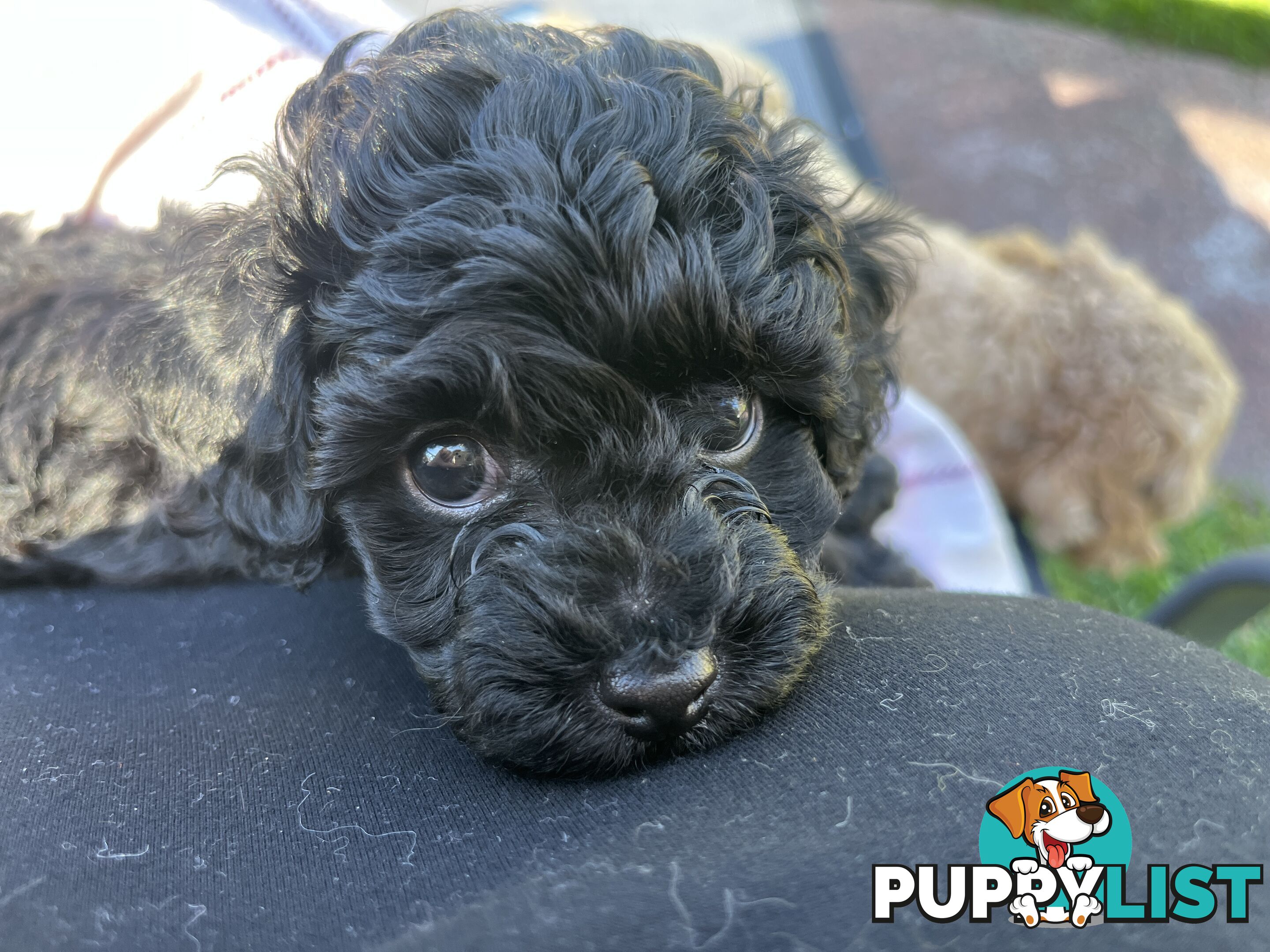 Adorable F2 Toy Cavoodle puppies