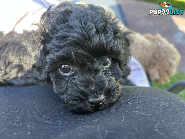 Adorable F2 Toy Cavoodle puppies