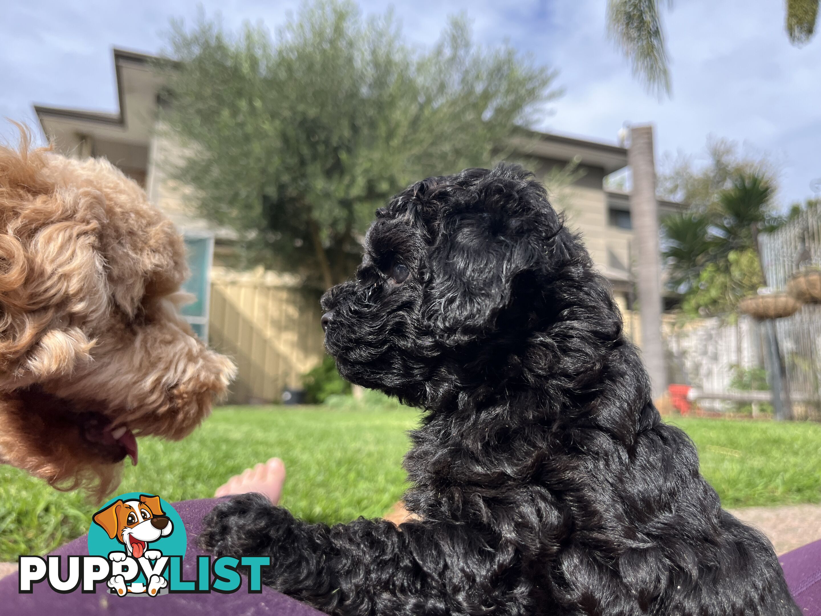 Adorable F2 Toy Cavoodle puppies