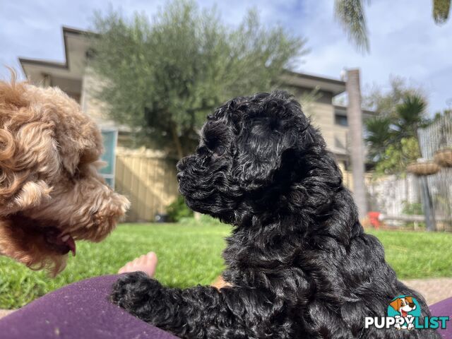 Adorable F2 Toy Cavoodle puppies