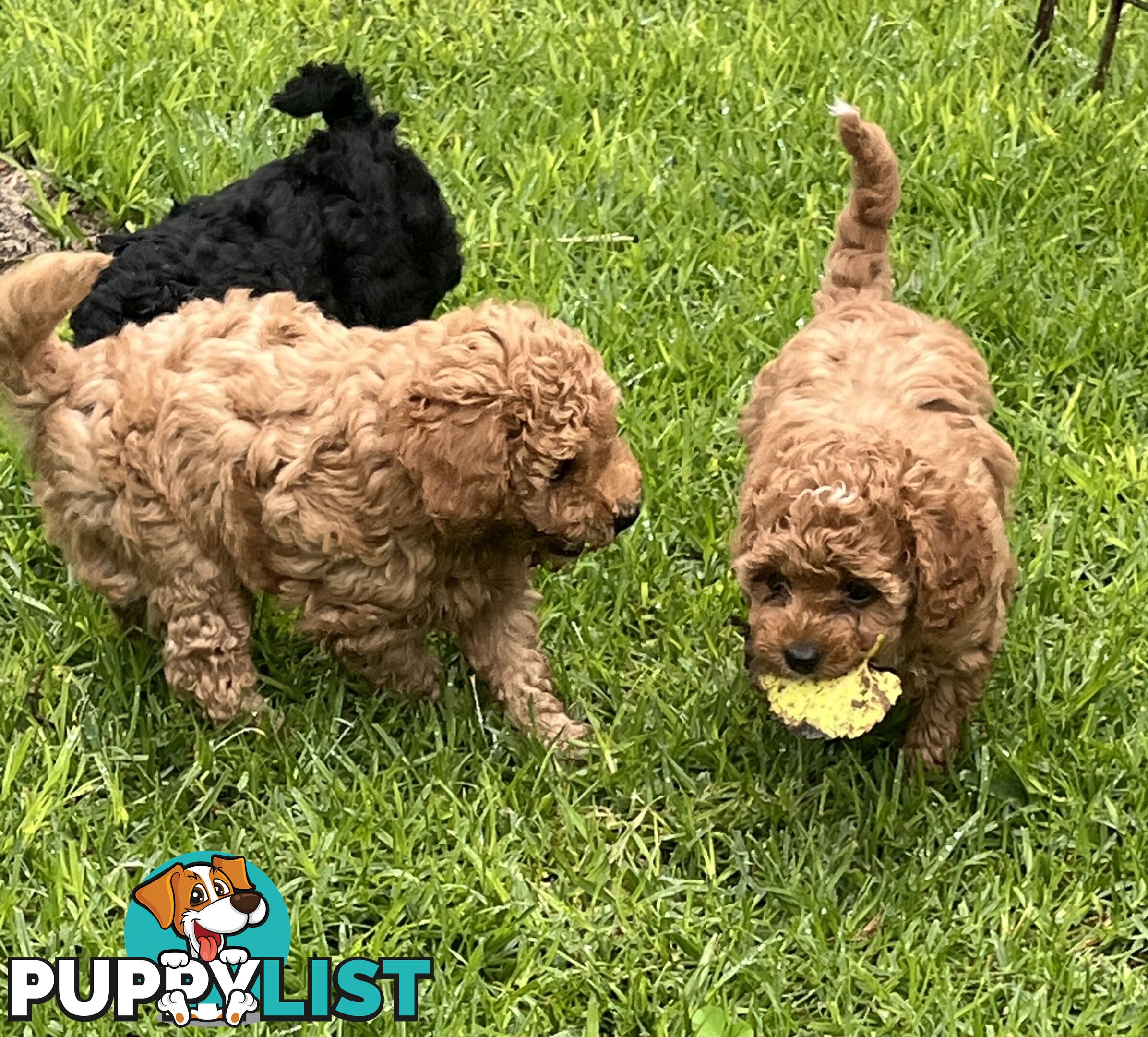Adorable F2 Toy Cavoodle puppies