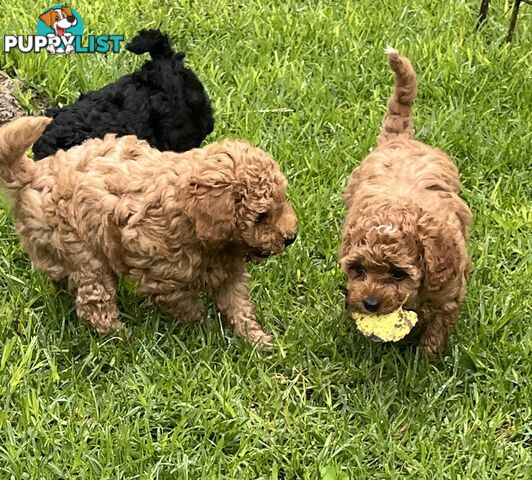 Adorable F2 Toy Cavoodle puppies