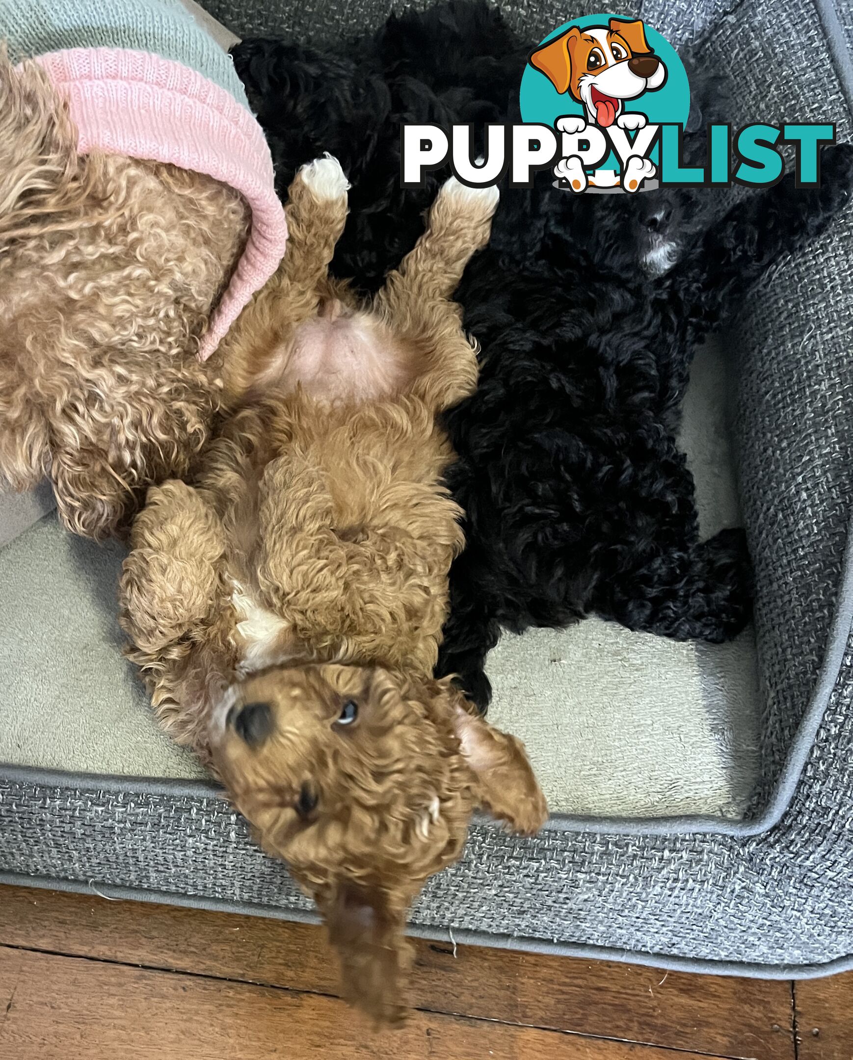 Adorable F2 Toy Cavoodle puppies