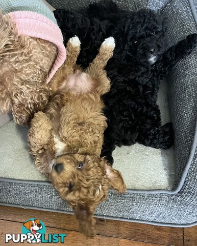 Adorable F2 Toy Cavoodle puppies