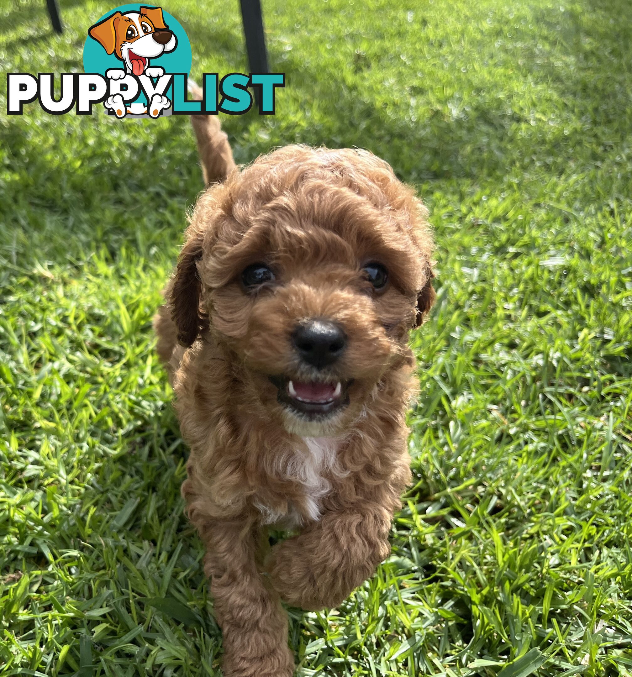 Adorable F2 Toy Cavoodle puppies