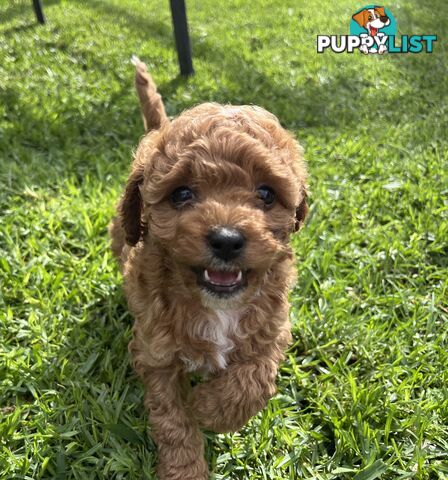 Adorable F2 Toy Cavoodle puppies