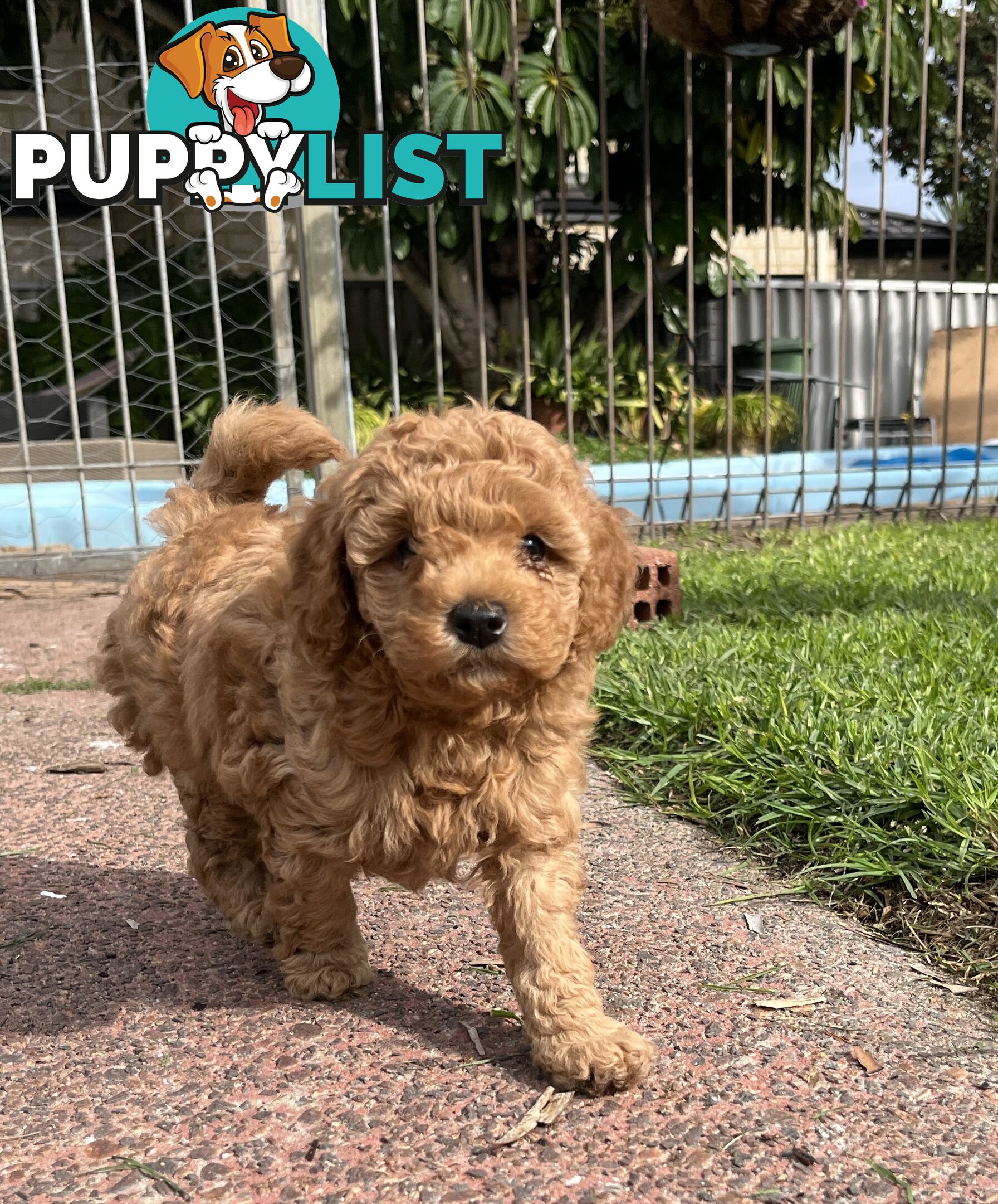 Adorable F2 Toy Cavoodle puppies