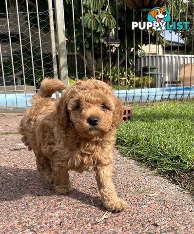 Adorable F2 Toy Cavoodle puppies