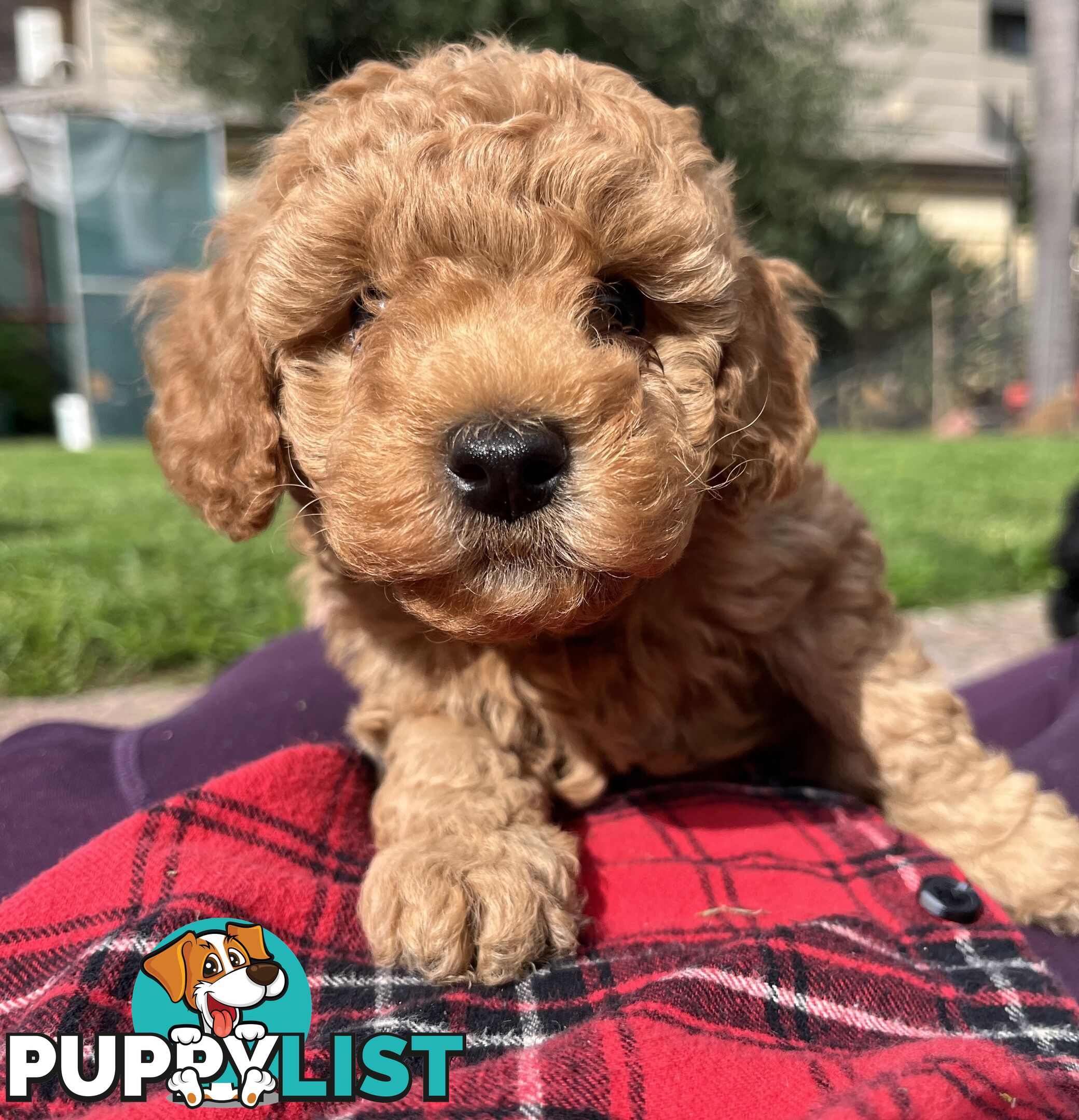 Adorable F2 Toy Cavoodle puppies