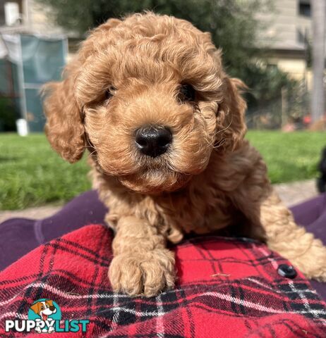 Adorable F2 Toy Cavoodle puppies