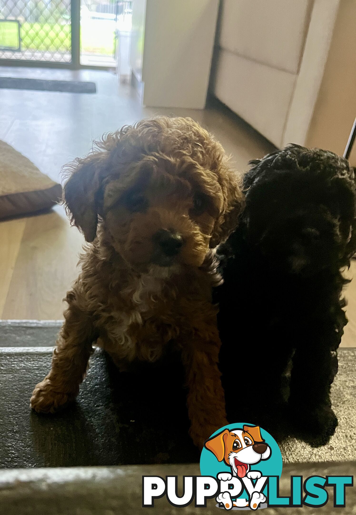 Adorable F2 Toy Cavoodle puppies