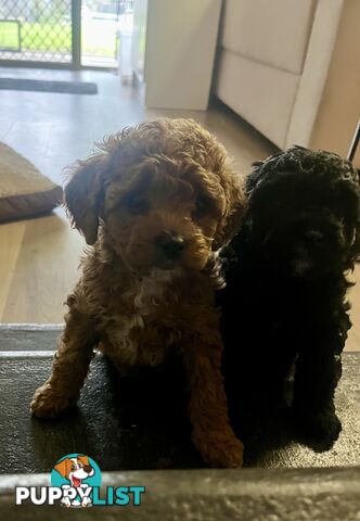 Adorable F2 Toy Cavoodle puppies