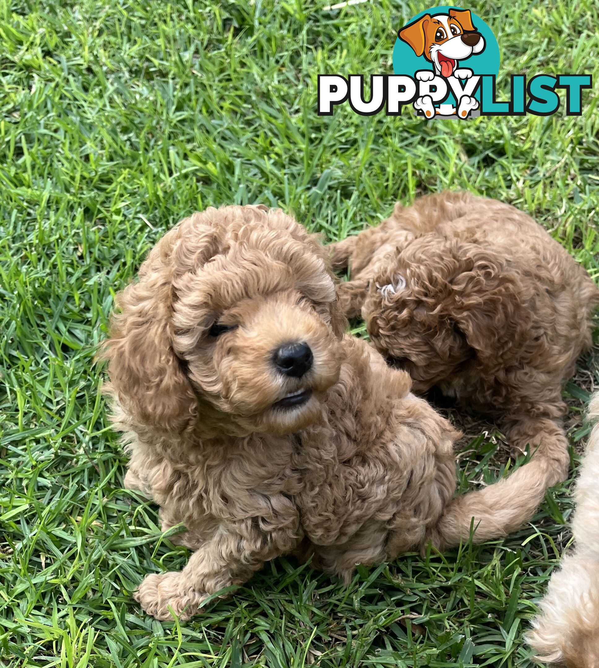 Adorable F2 Toy Cavoodle puppies