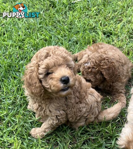 Adorable F2 Toy Cavoodle puppies