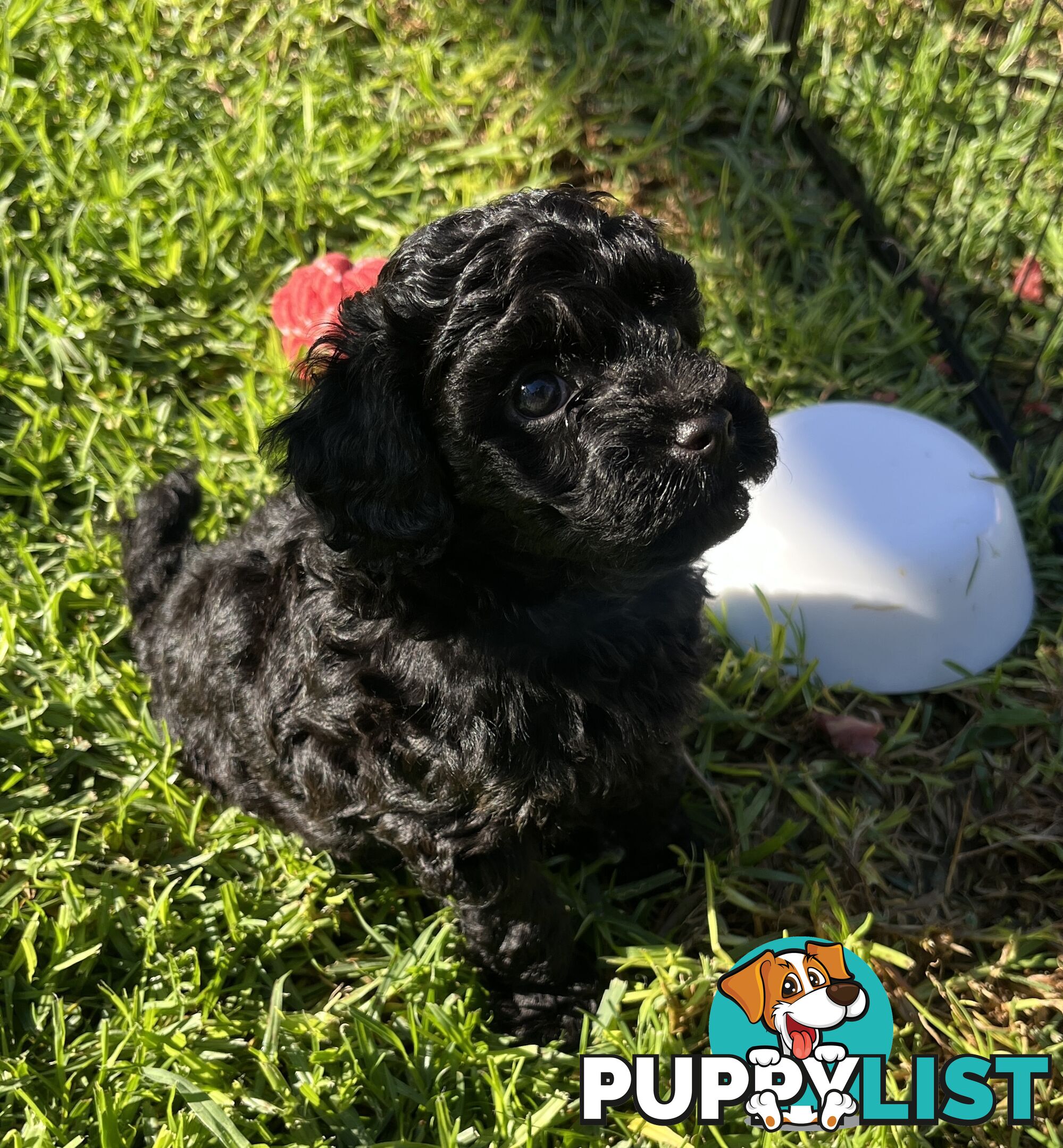 Adorable F2 Toy Cavoodle puppies