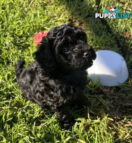 Adorable F2 Toy Cavoodle puppies