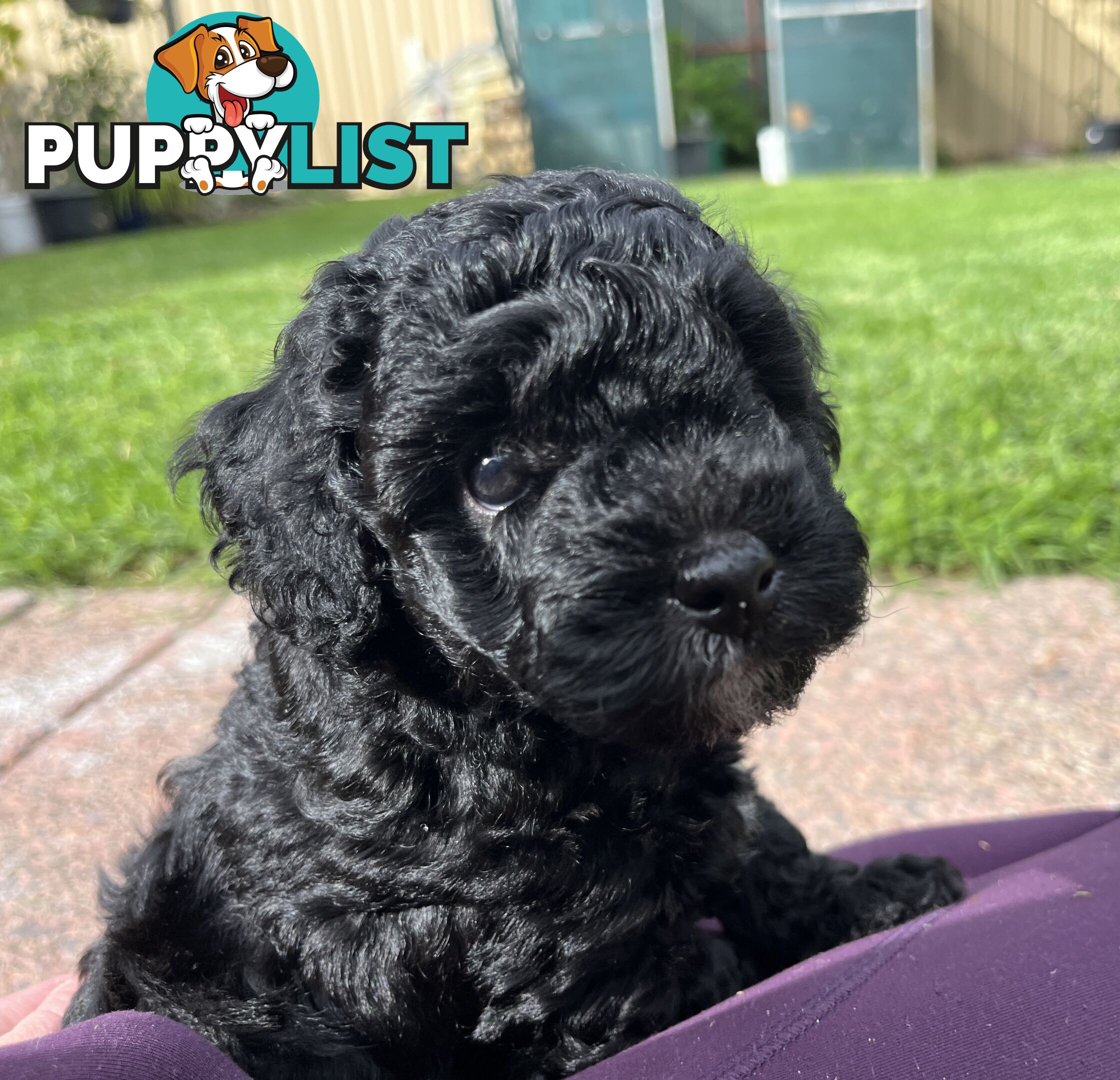 Adorable F2 Toy Cavoodle puppies