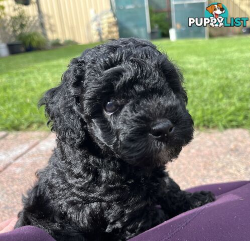 Adorable F2 Toy Cavoodle puppies