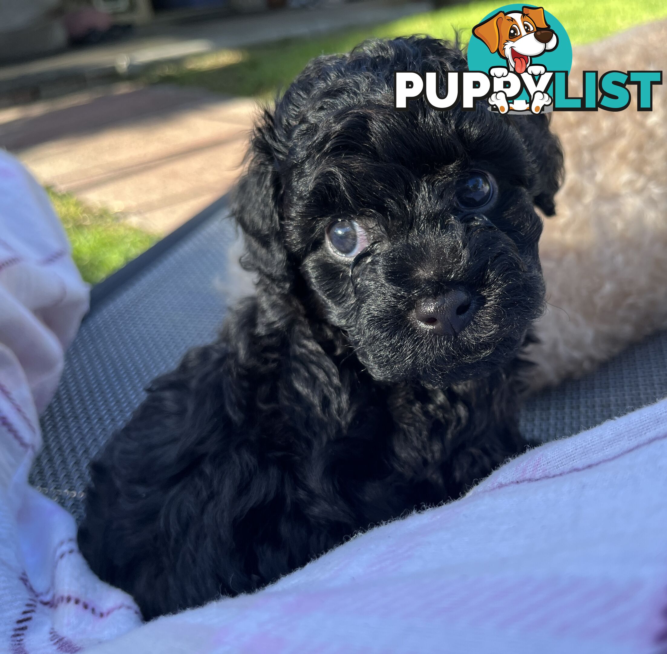 Adorable F2 Toy Cavoodle puppies
