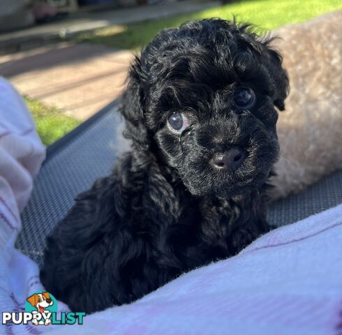 Adorable F2 Toy Cavoodle puppies