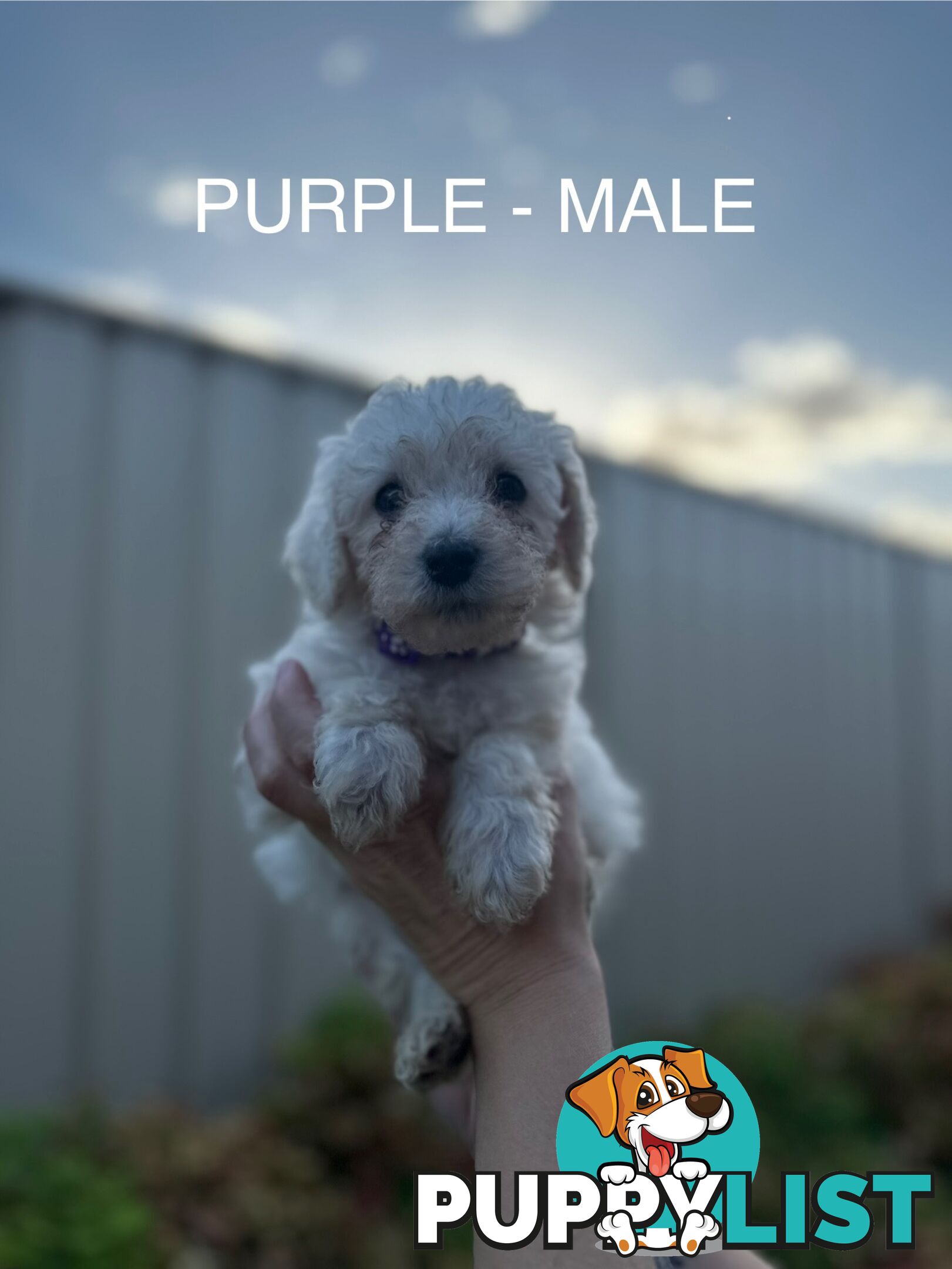 Bordoodle X Cavoodle Puppies