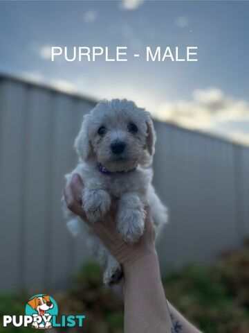 Bordoodle X Cavoodle Puppies