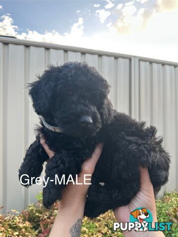 Bordoodle X Cavoodle Puppies