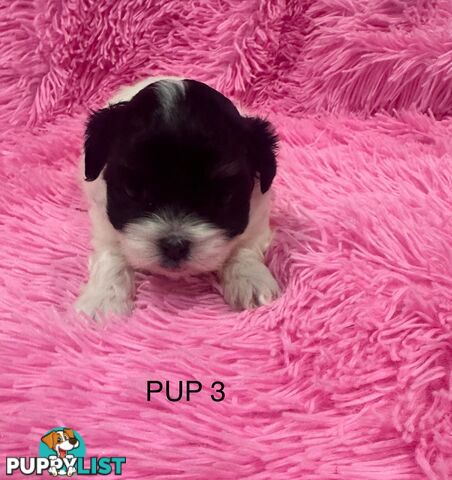 Maltese Shihtzu Puppies