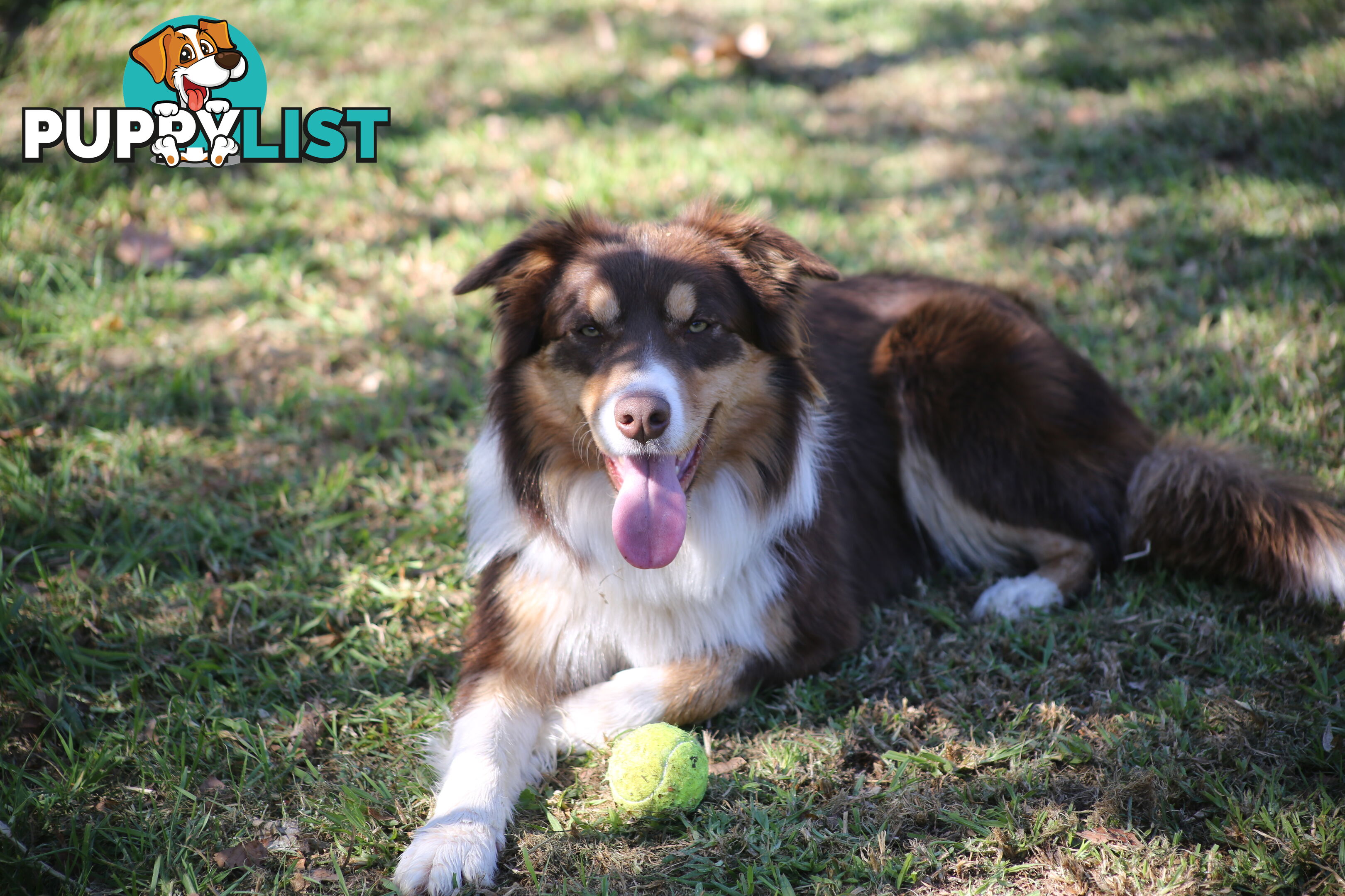 Pure Border collie puppies