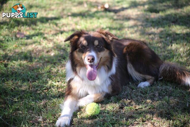 Pure Border collie puppies