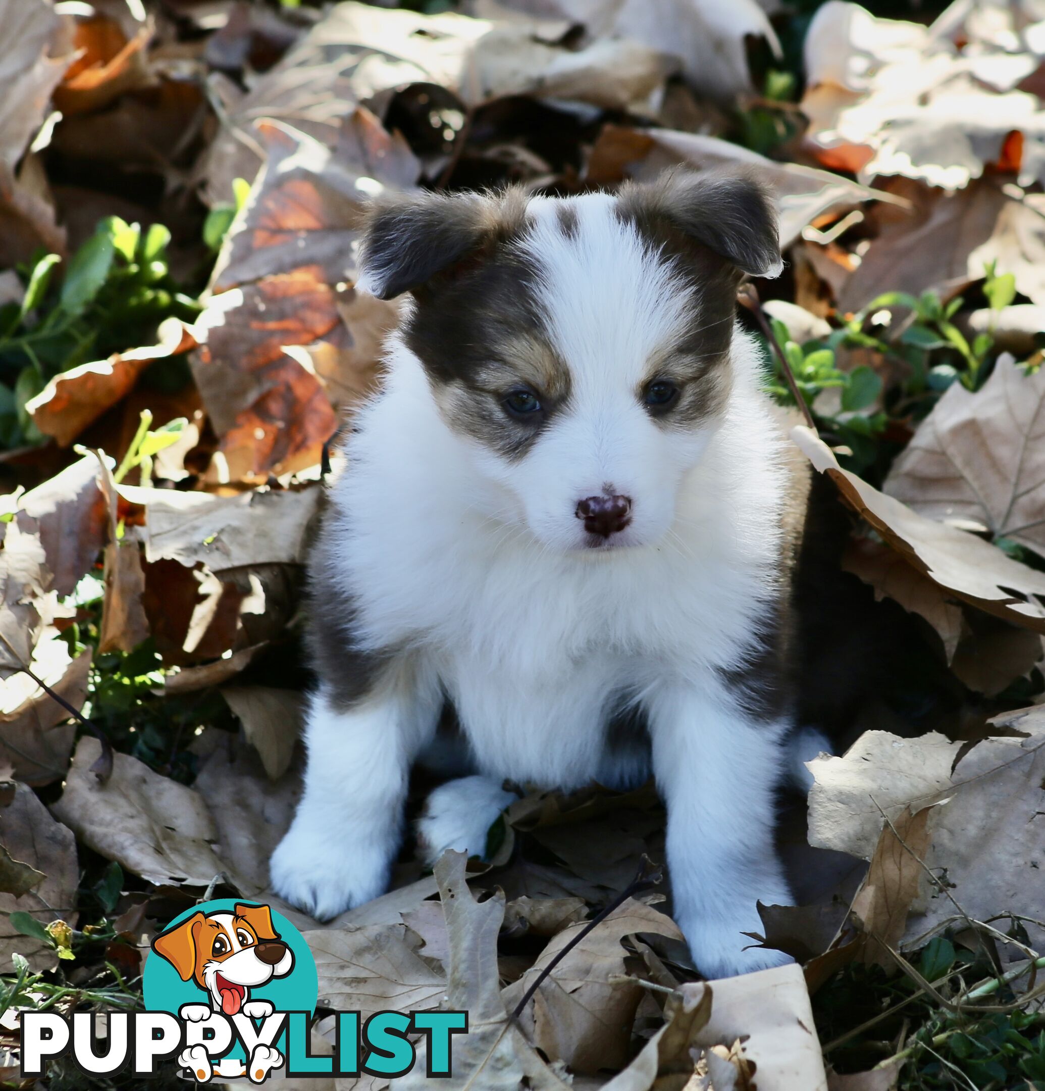 Pure Border collie puppies