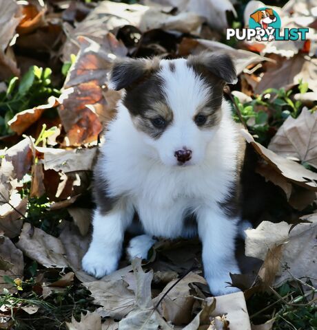 Pure Border collie puppies